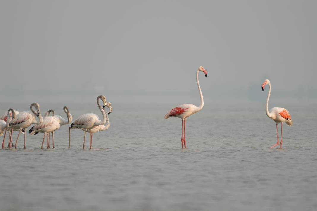 Akyatan’da Flamingo şöleni: Göç molası! - Resim: 4